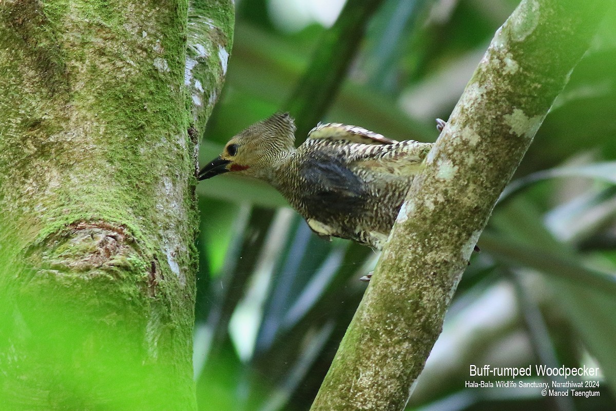 Buff-rumped Woodpecker - ML621799657