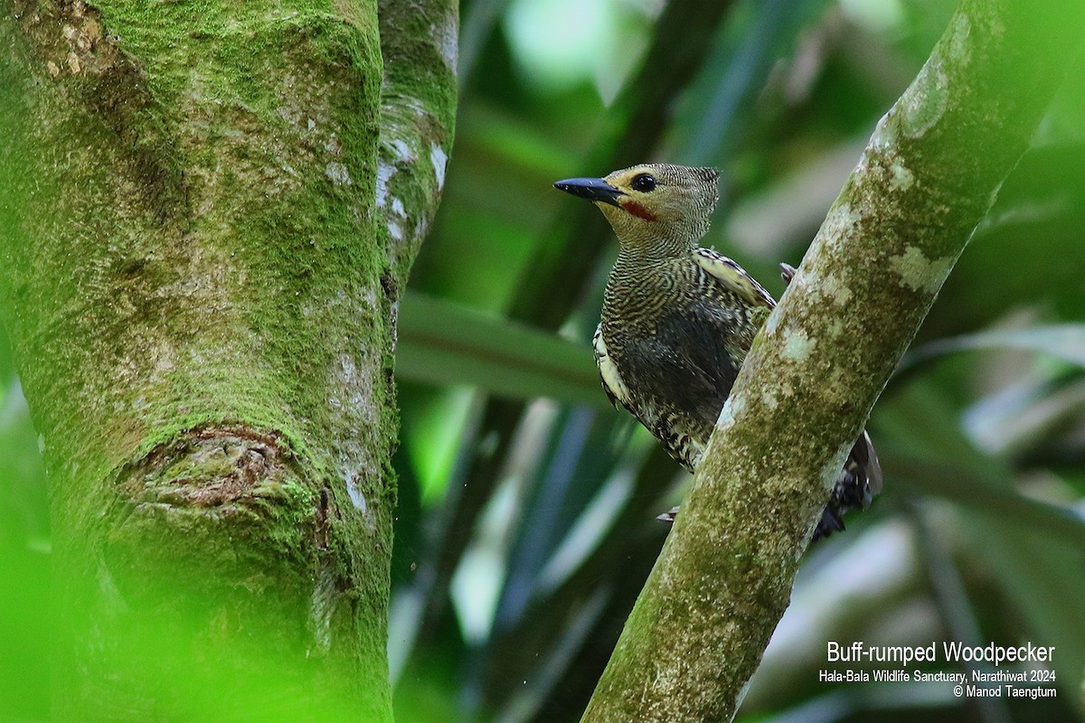 Buff-rumped Woodpecker - ML621799658