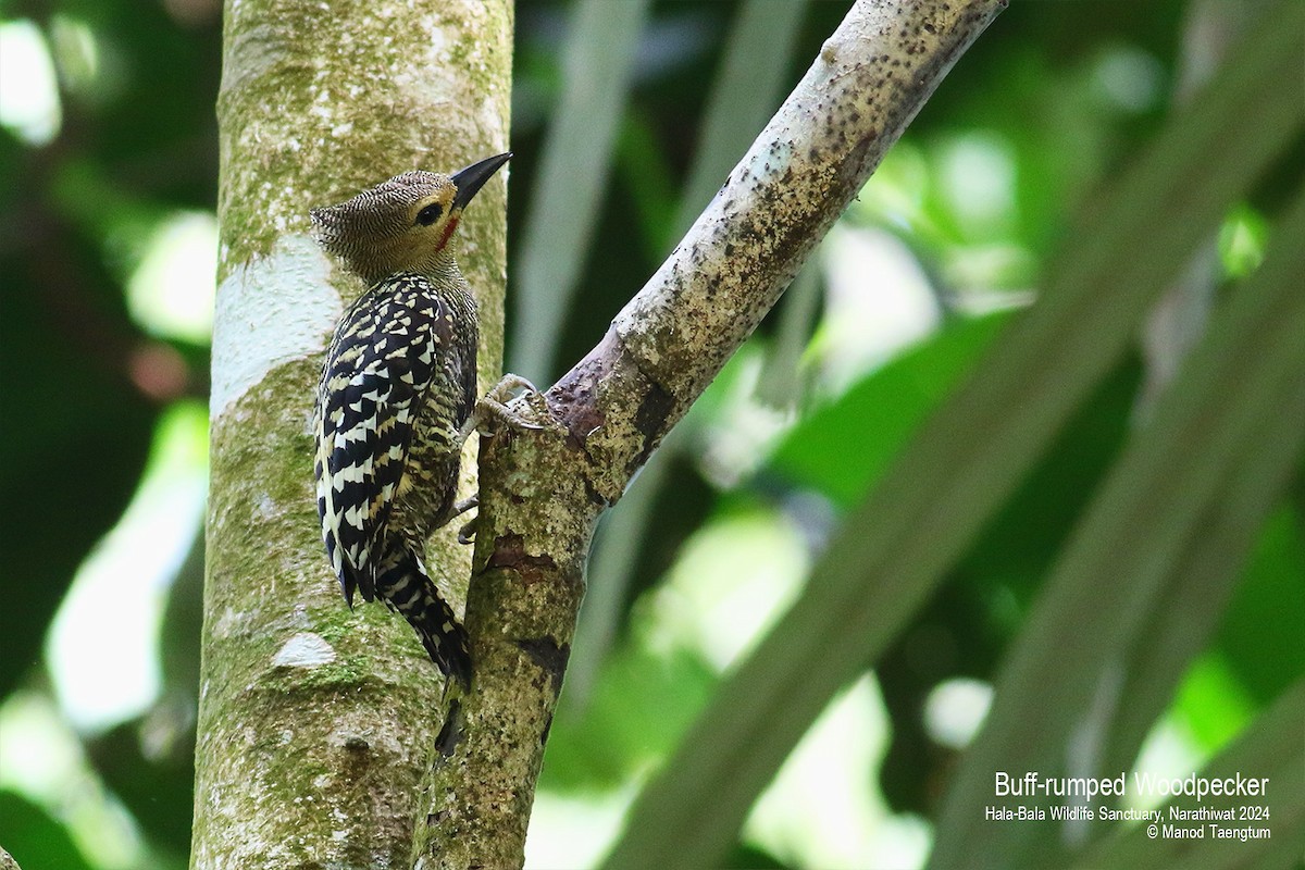 Buff-rumped Woodpecker - ML621799659