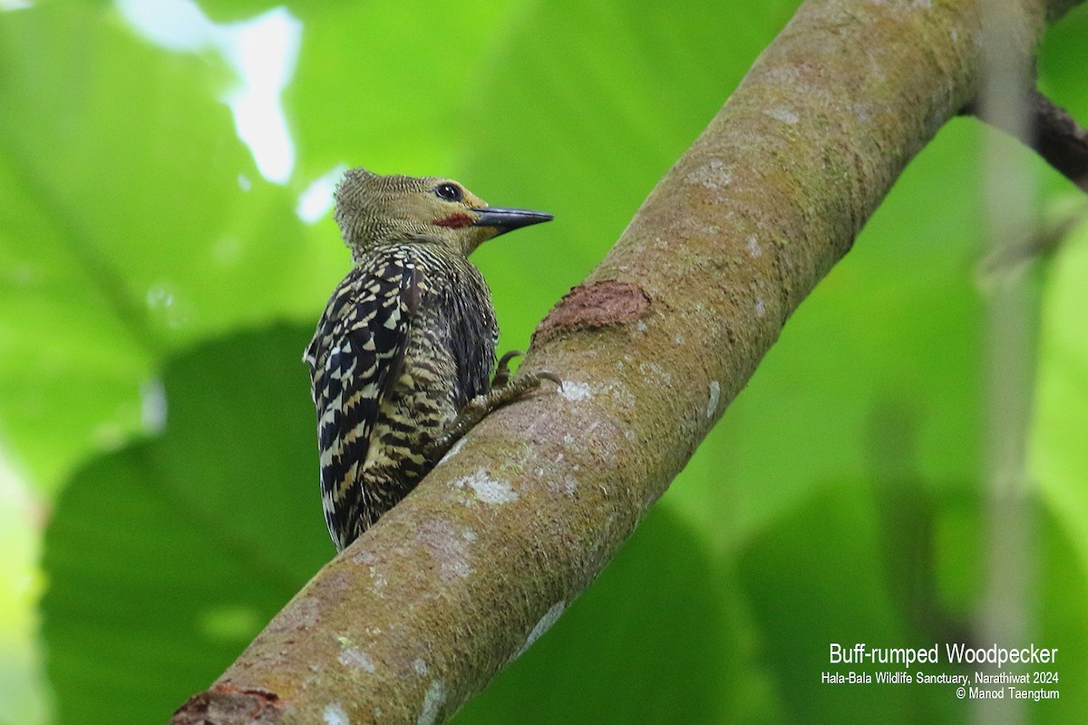 Buff-rumped Woodpecker - ML621799660