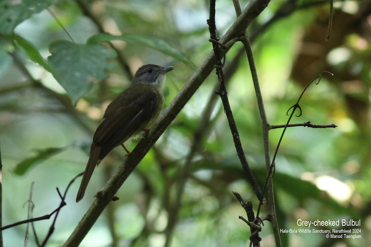 Gray-cheeked Bulbul - ML621799669