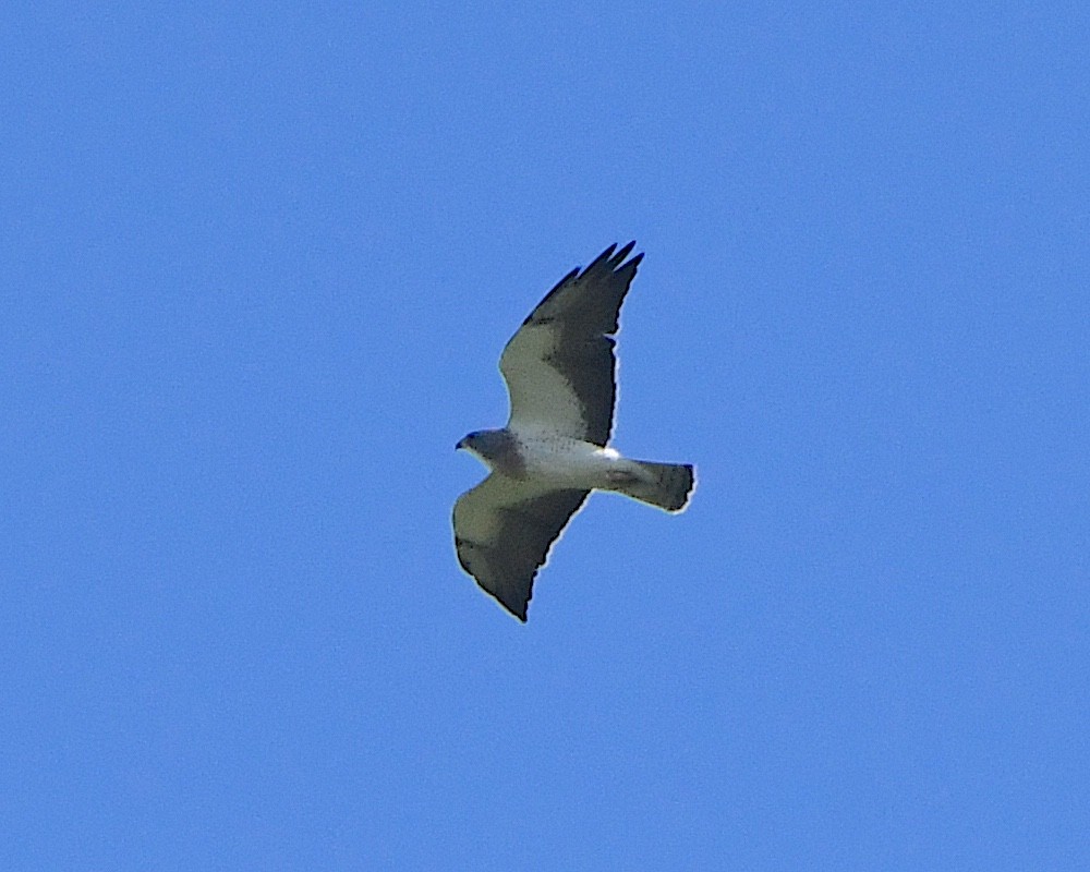 Swainson's Hawk - ML621799677