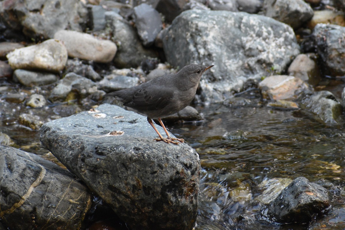 American Dipper - ML621799678