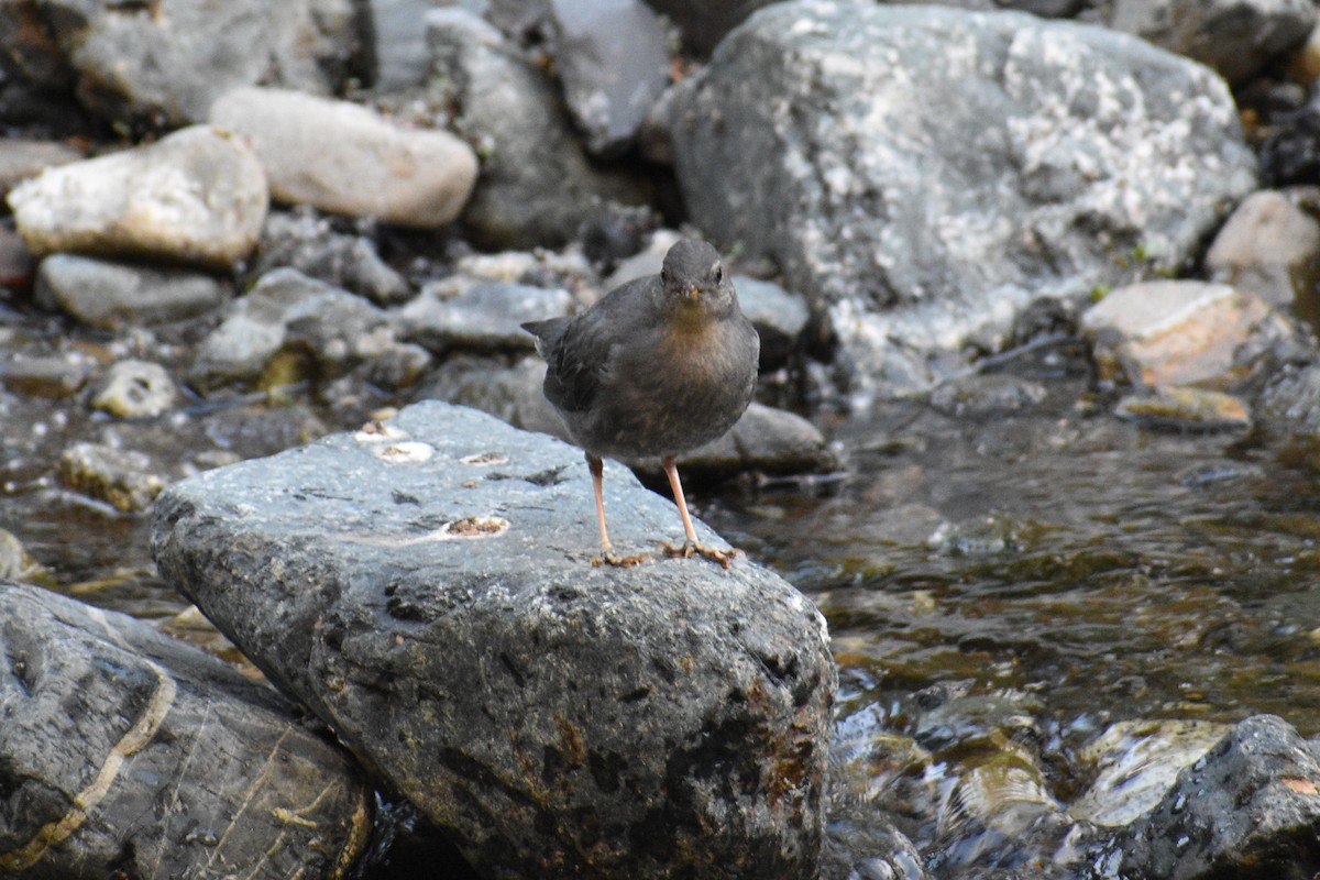 American Dipper - ML621799686