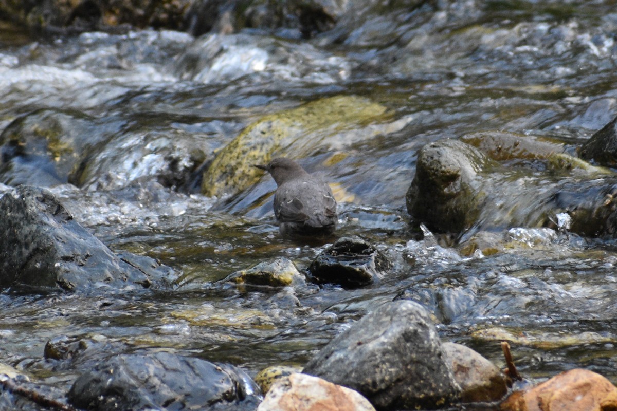 American Dipper - ML621799698