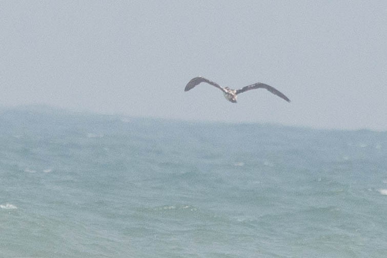 terej maskový - ML621799713