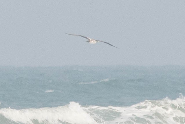 terej maskový - ML621799714