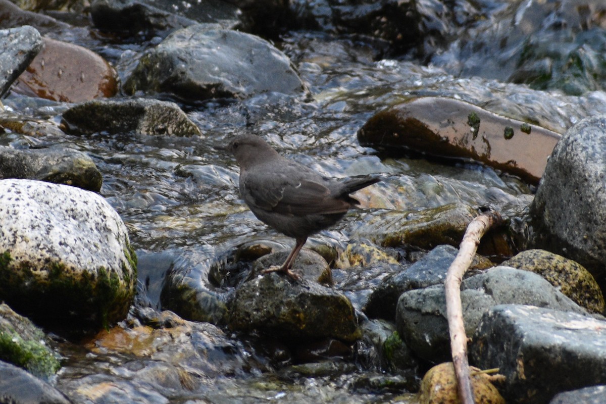 American Dipper - ML621799724