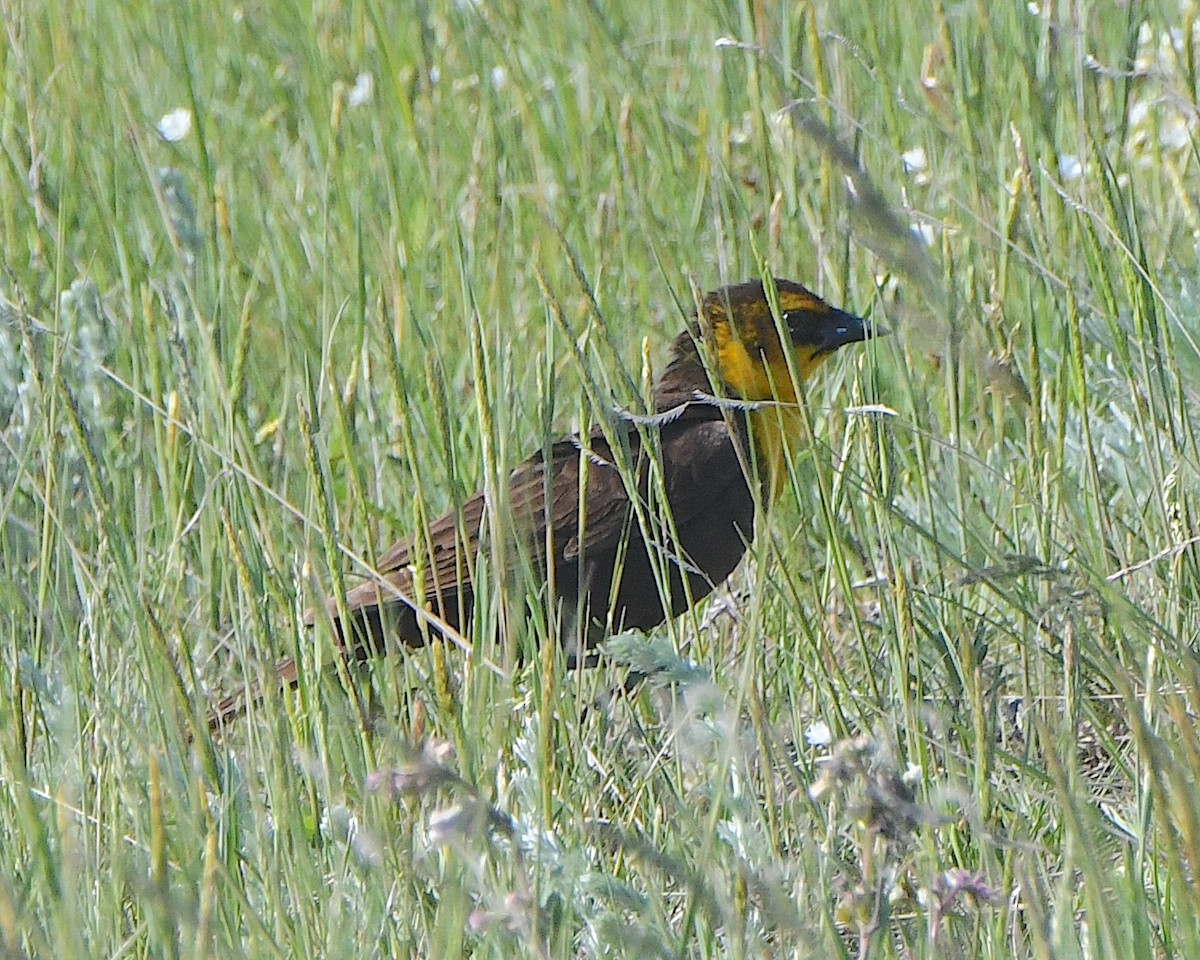 Yellow-headed Blackbird - ML621799725