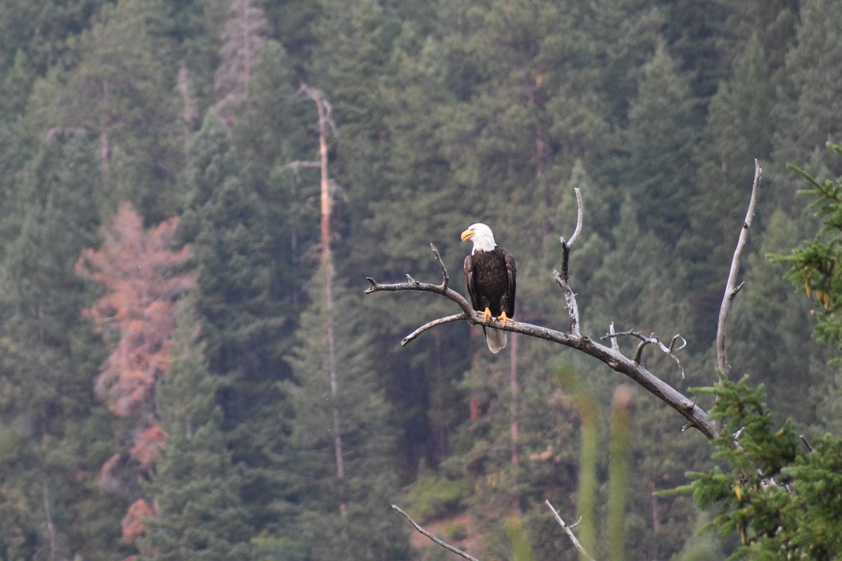 Bald Eagle - Jessica Stringham