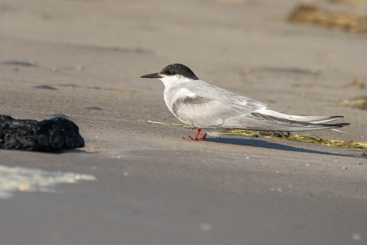 rybák dlouhoocasý - ML621799749