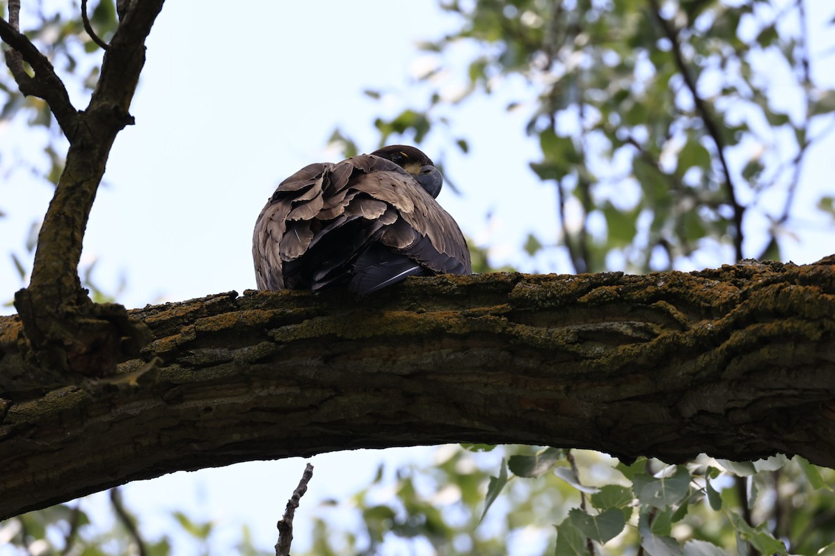 Weißkopf-Seeadler - ML621799793