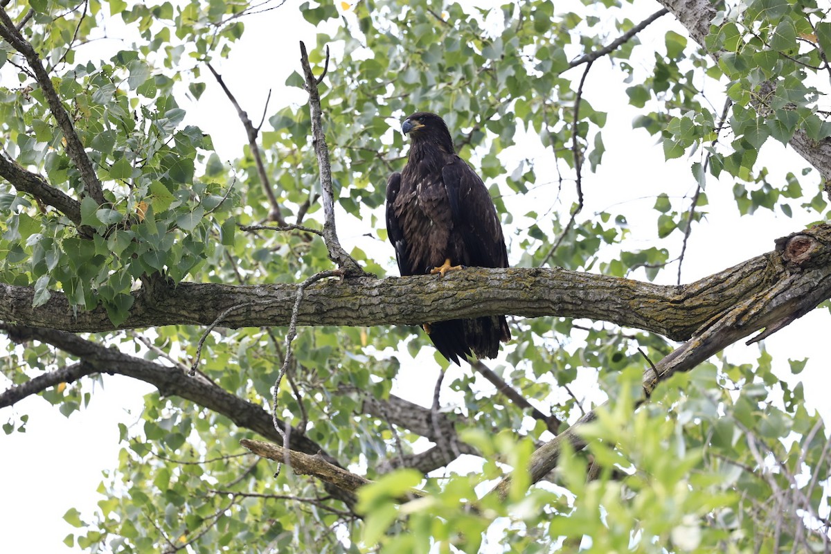 Bald Eagle - ML621799794