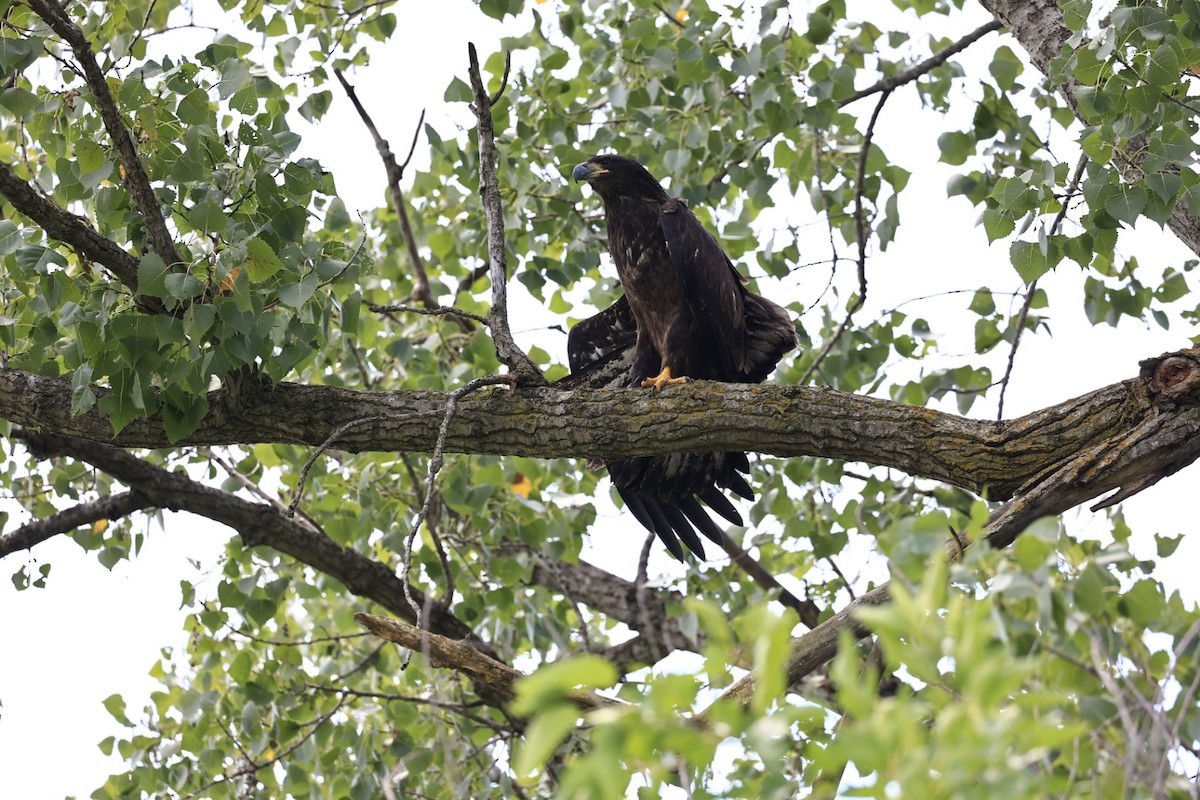 Weißkopf-Seeadler - ML621799795