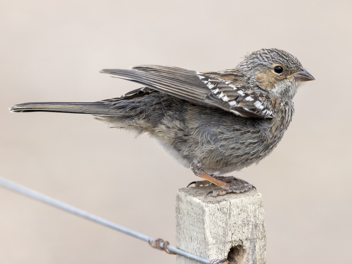 Mourning Sierra Finch - ML621799802