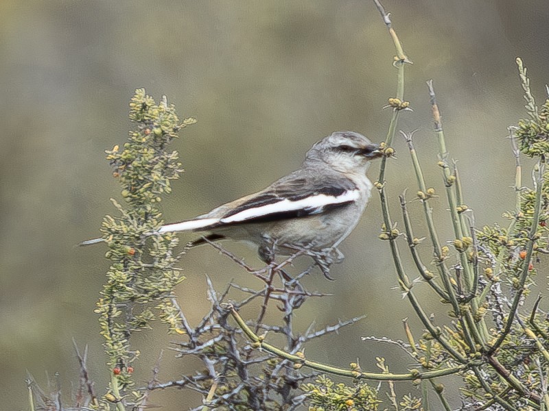 White-banded Mockingbird - Peter Kondrashov