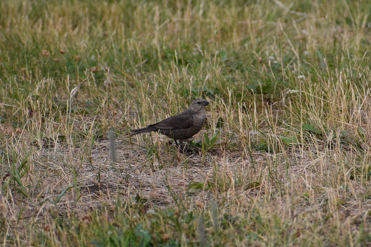 Brown-headed Cowbird - ML621799807