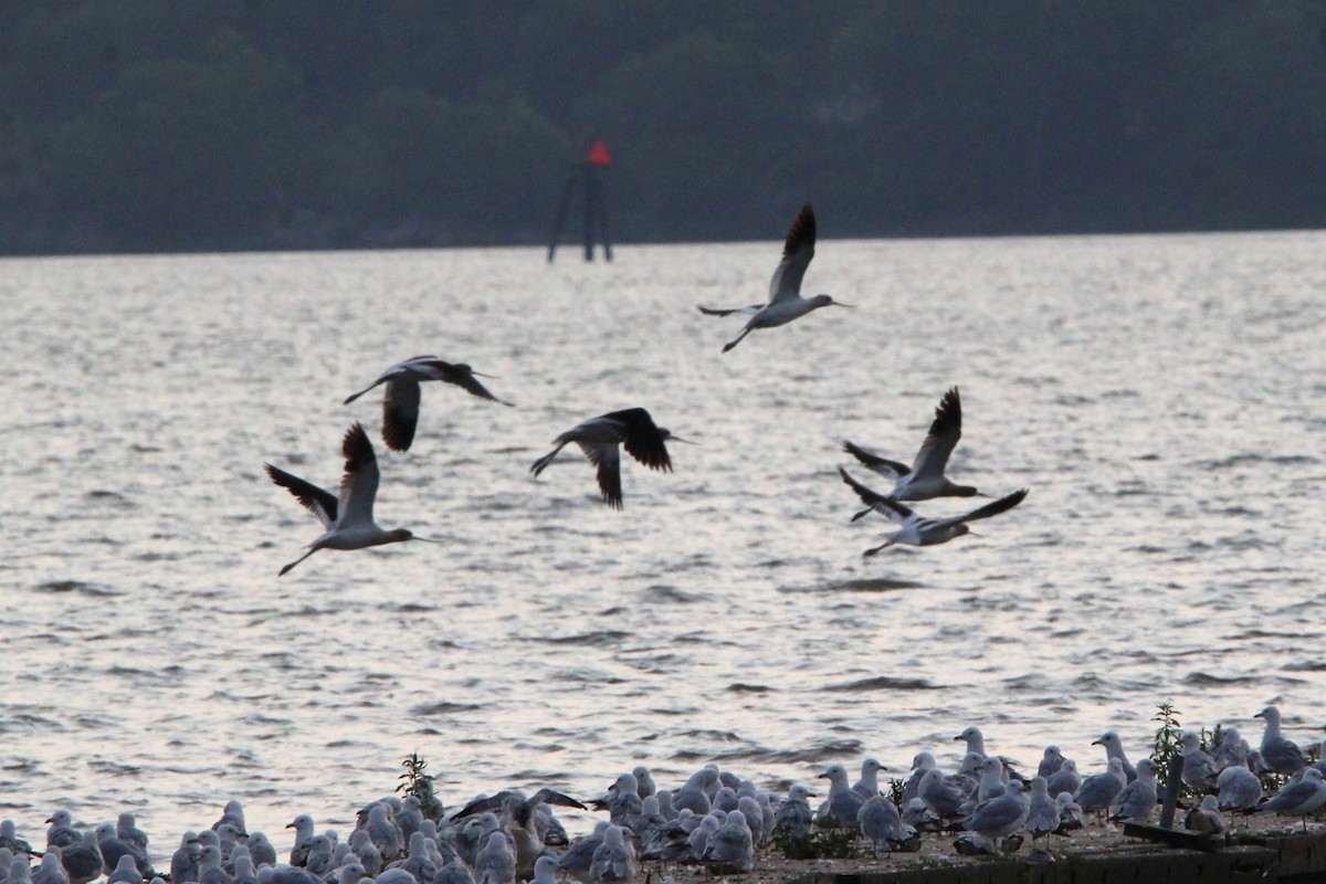 American Avocet - ML621799814