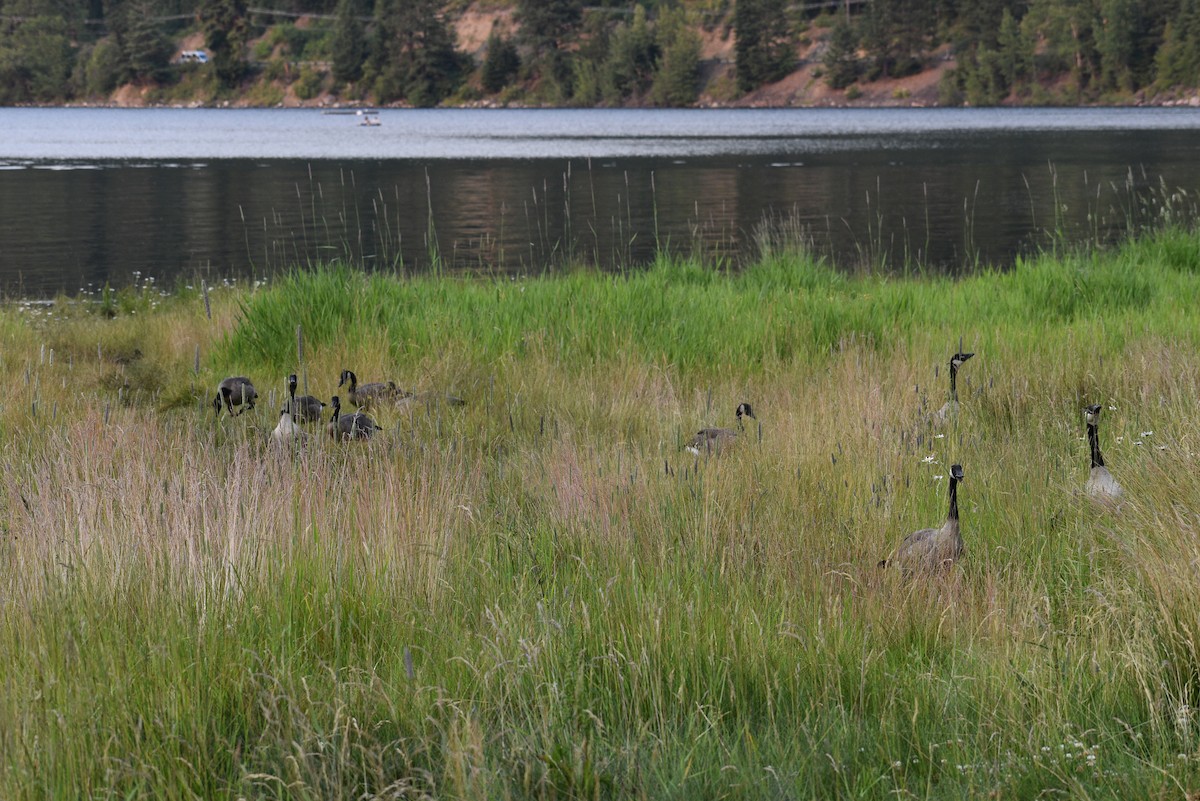 Canada Goose - Jessica Stringham