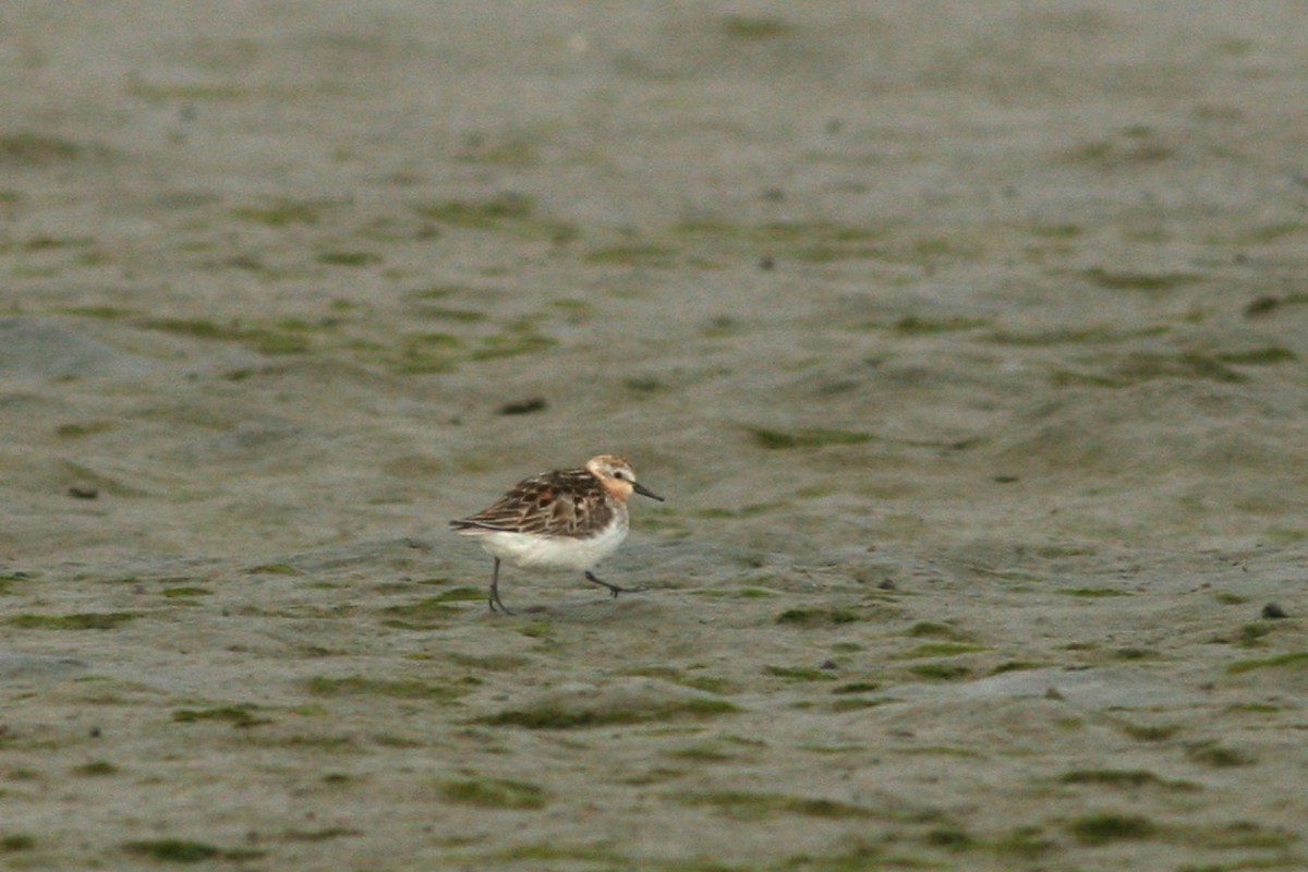 rødstrupesnipe - ML621799842