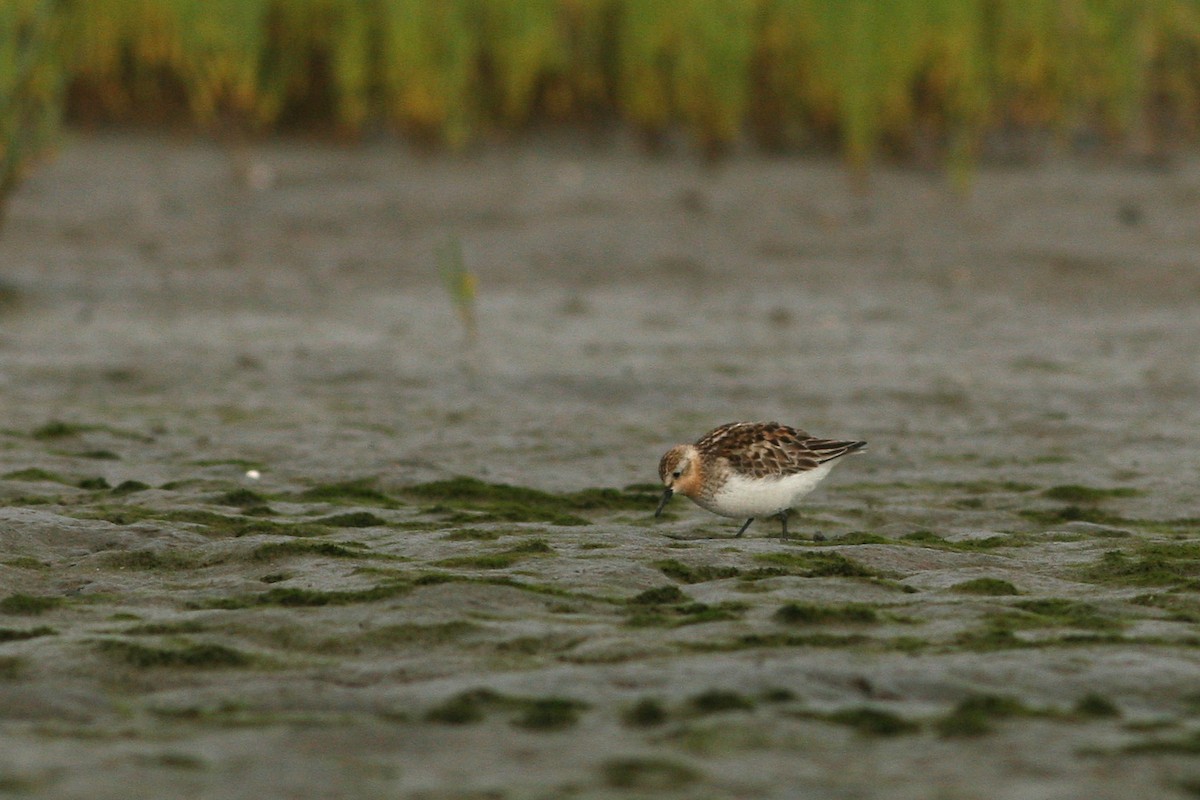 rødstrupesnipe - ML621799845