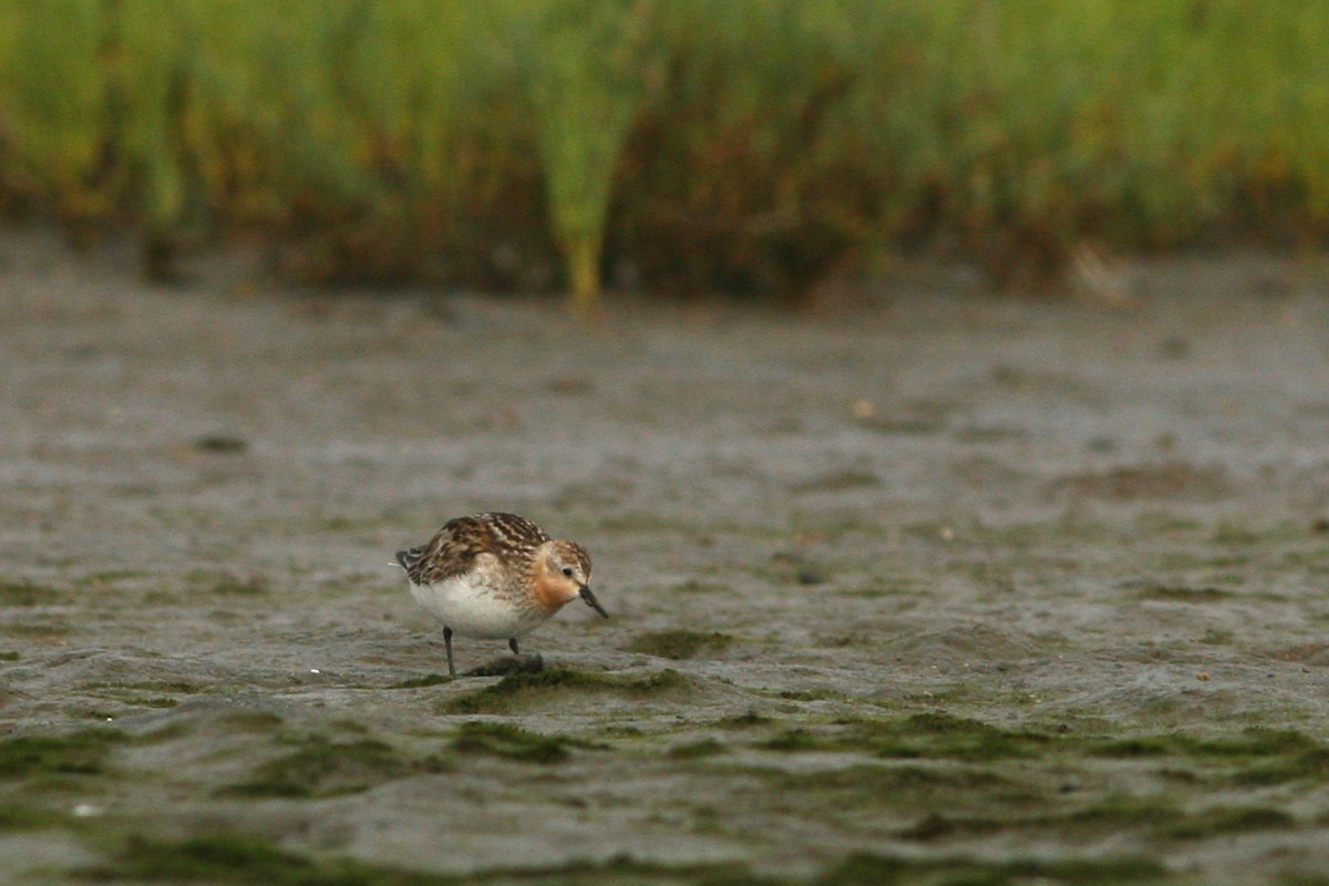 rødstrupesnipe - ML621799848