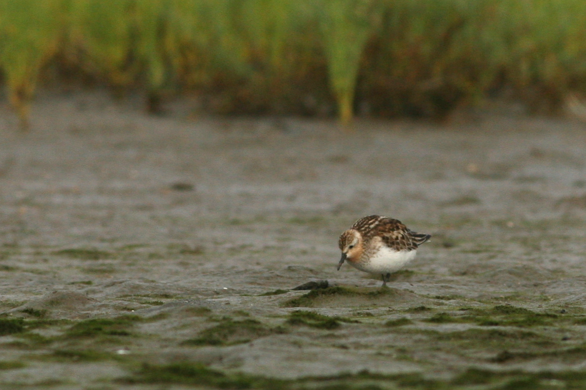 Red-necked Stint - Matt Sadowski