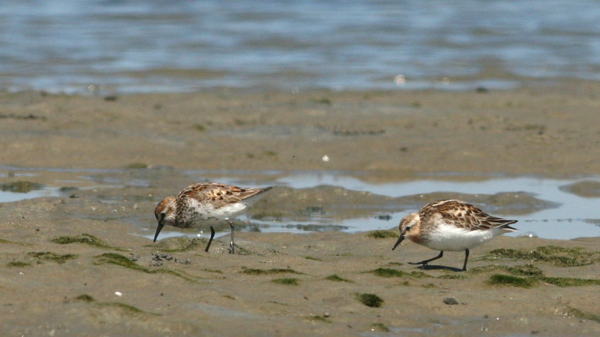 Red-necked Stint - ML621799854