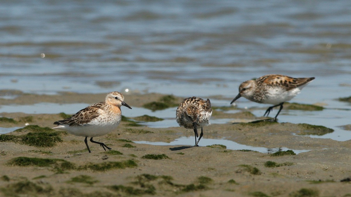 Red-necked Stint - ML621799856