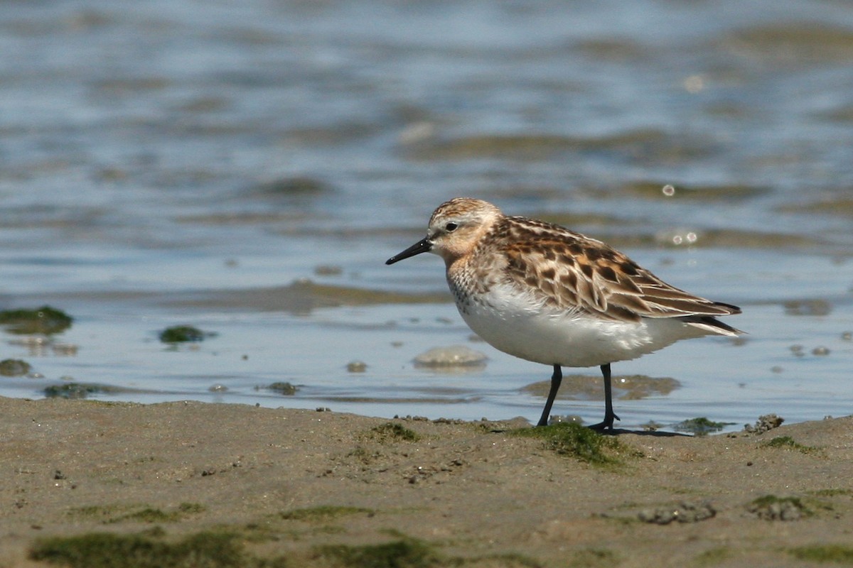 rødstrupesnipe - ML621799864