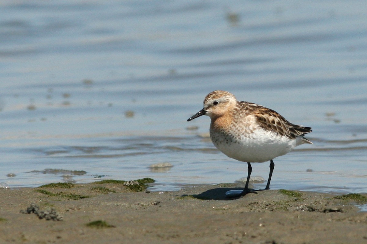 rødstrupesnipe - ML621799870