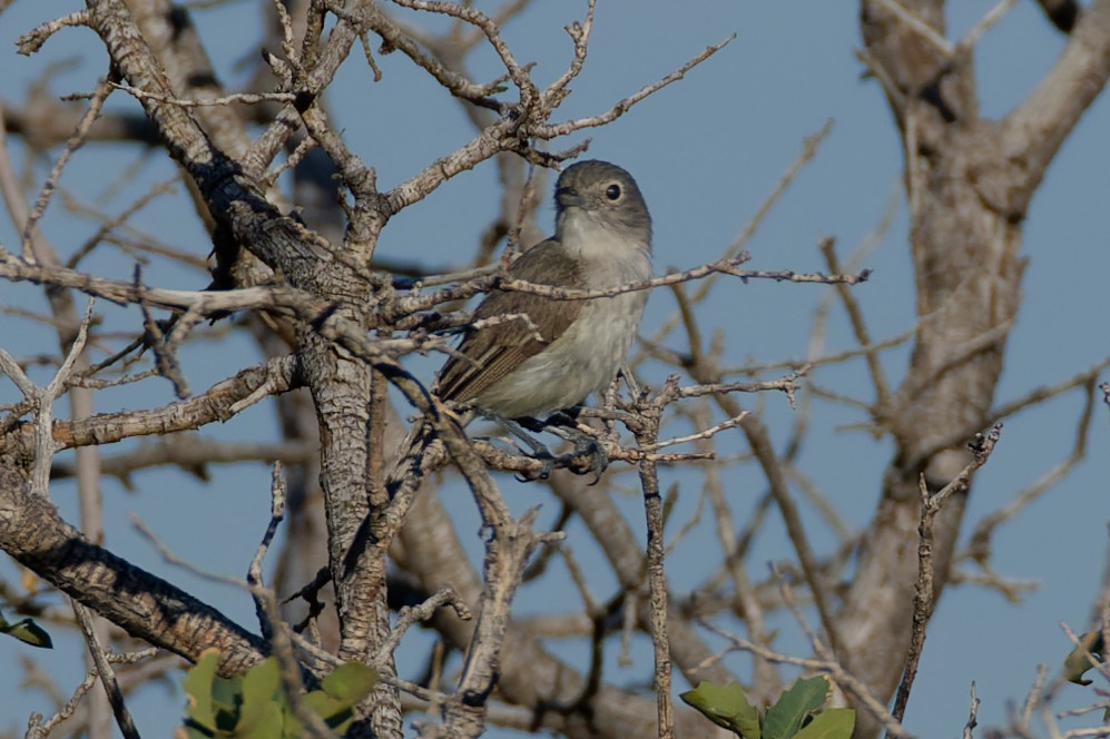 Gray Vireo - ML621799878