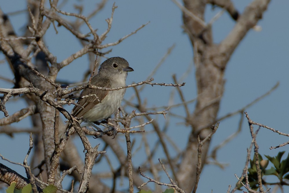 Gray Vireo - ML621799879