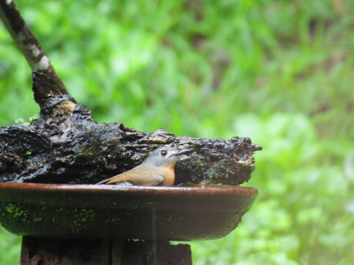 White-bellied Blue Flycatcher - ML621799897