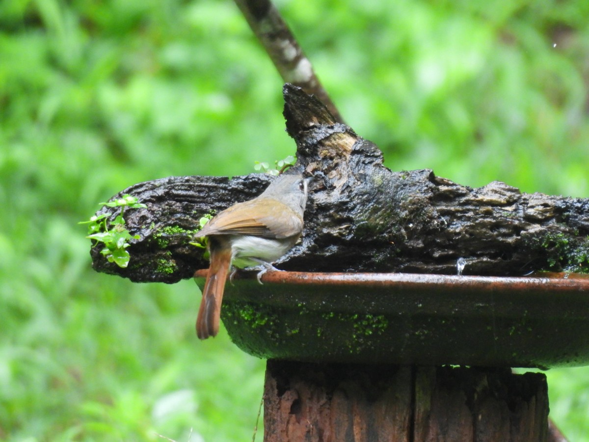 White-bellied Blue Flycatcher - ML621799898