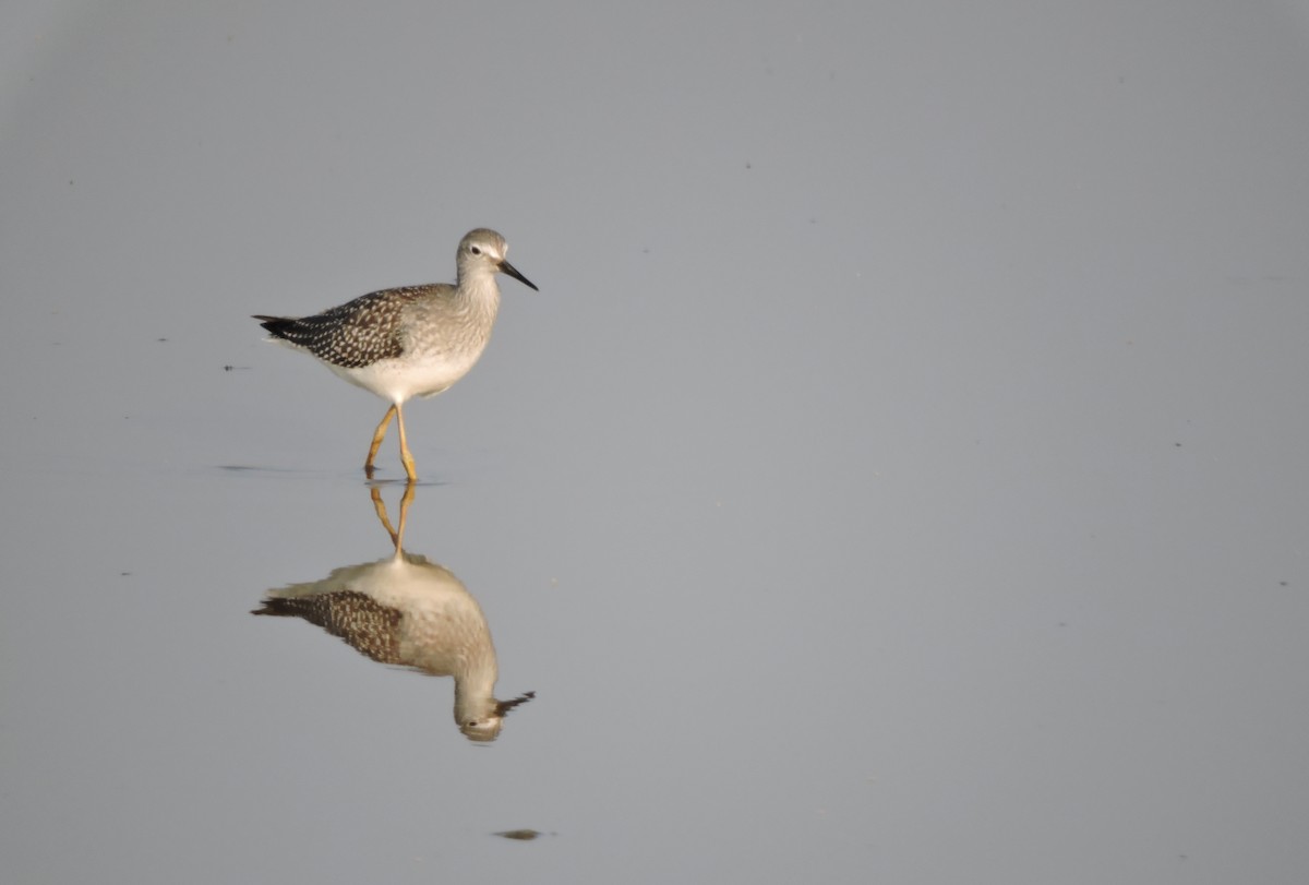 Lesser Yellowlegs - ML621799948