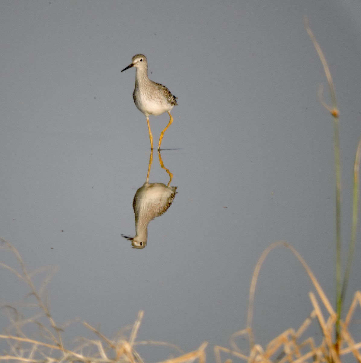 Lesser Yellowlegs - ML621799956