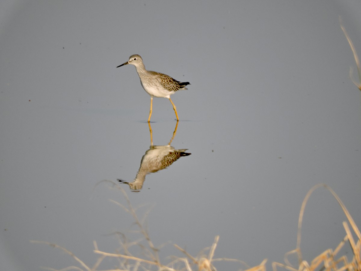 Lesser Yellowlegs - ML621799958