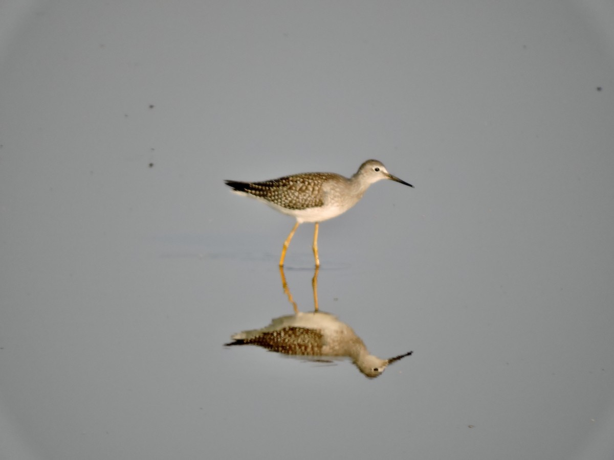 Lesser Yellowlegs - ML621799959