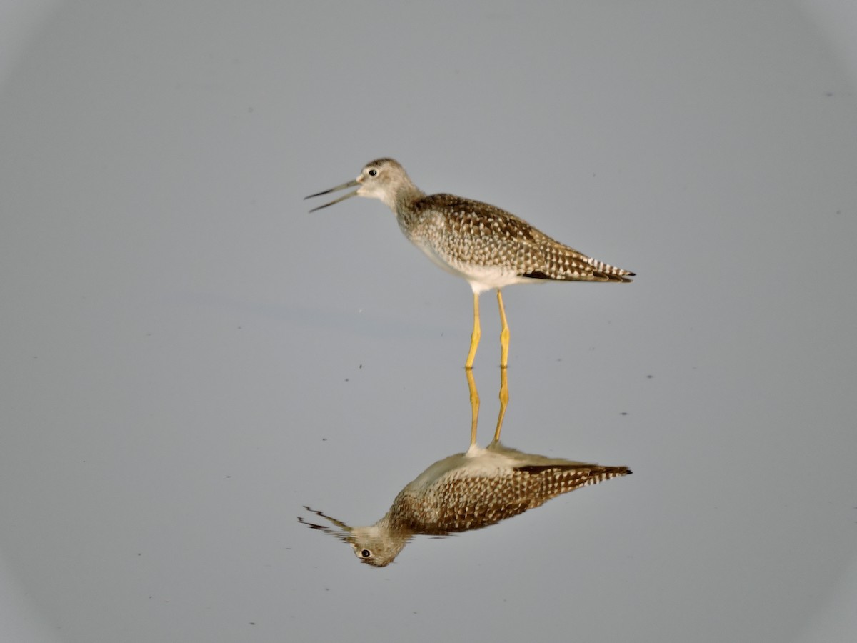 Greater Yellowlegs - ML621799961