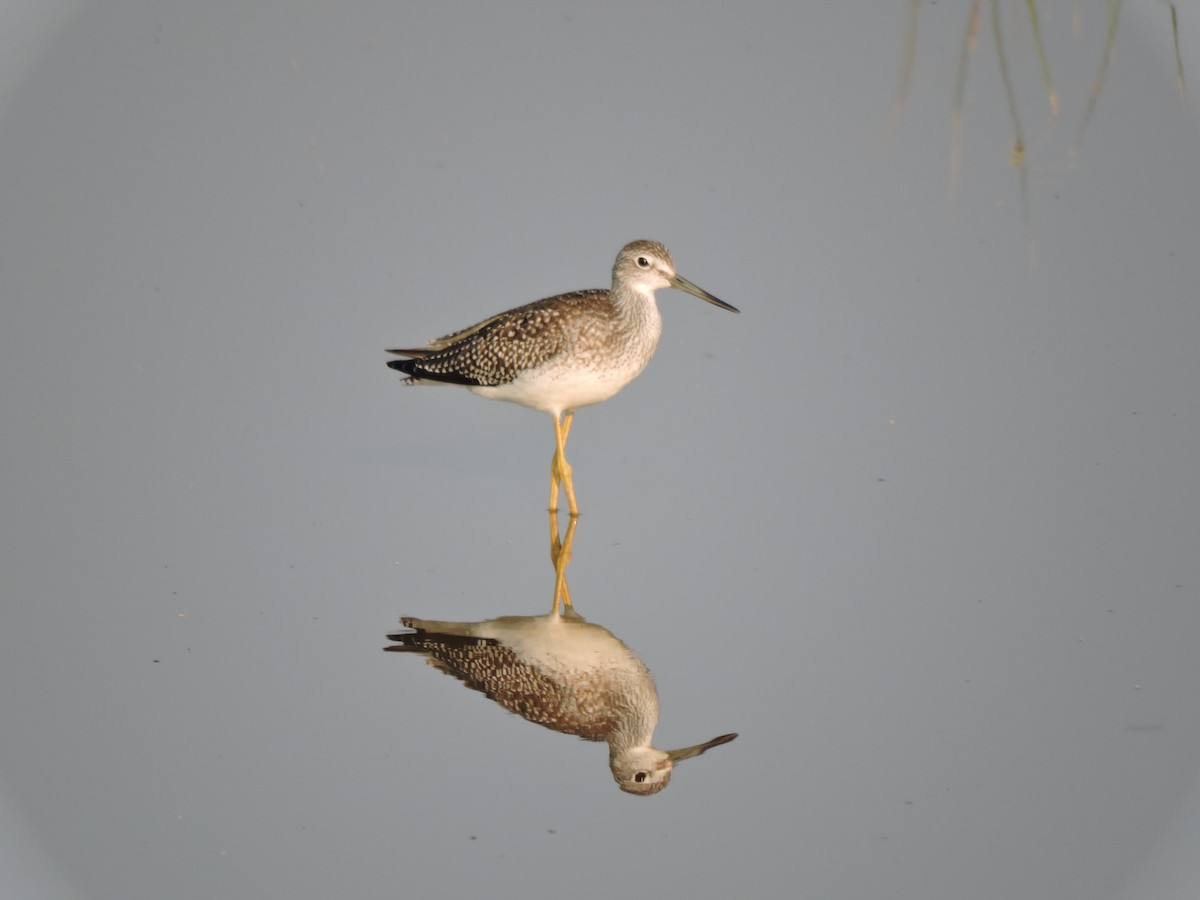 Greater Yellowlegs - ML621799962