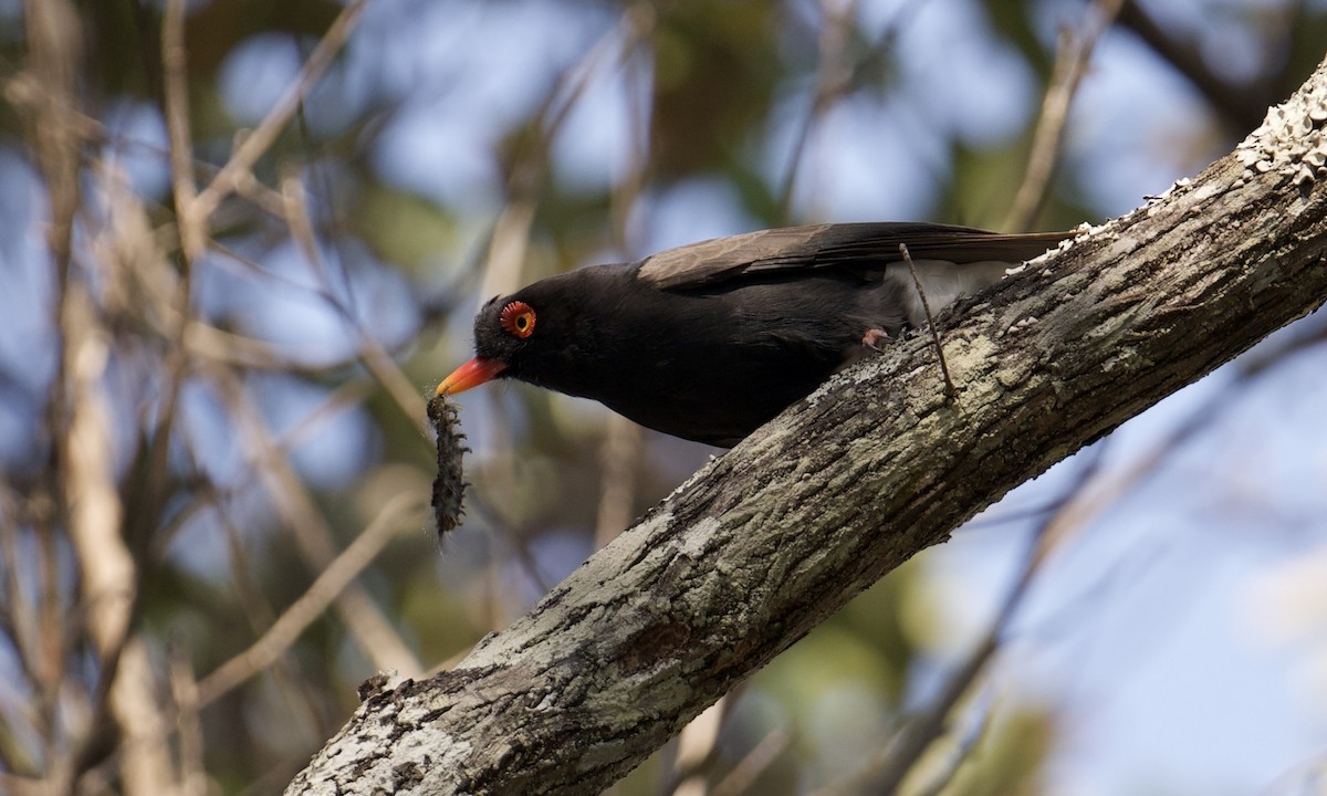 Retz's Helmetshrike - ML621799994