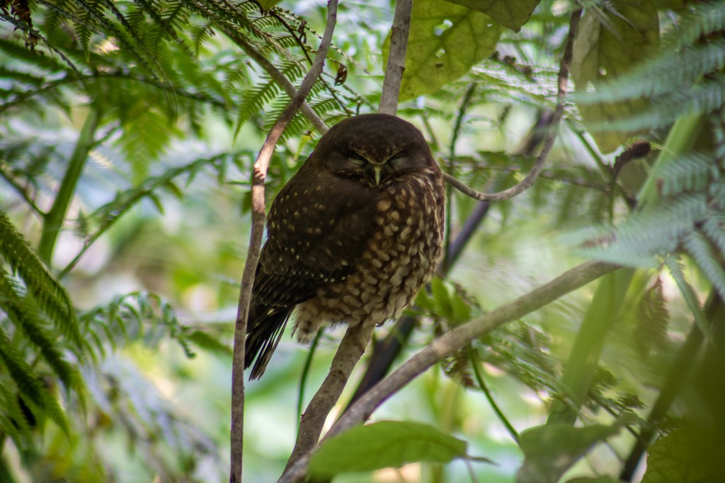 Morepork - ML621799997