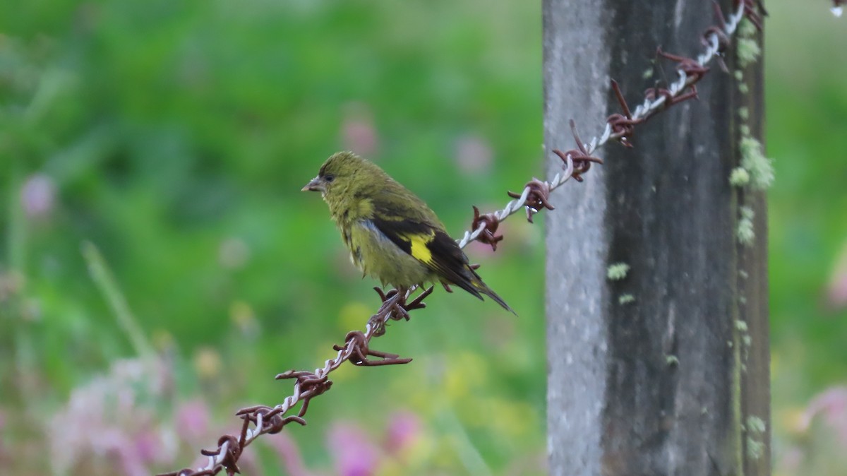 Andean Siskin - ML621800010