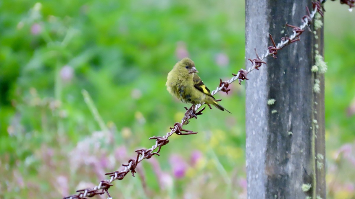 Andean Siskin - ML621800013