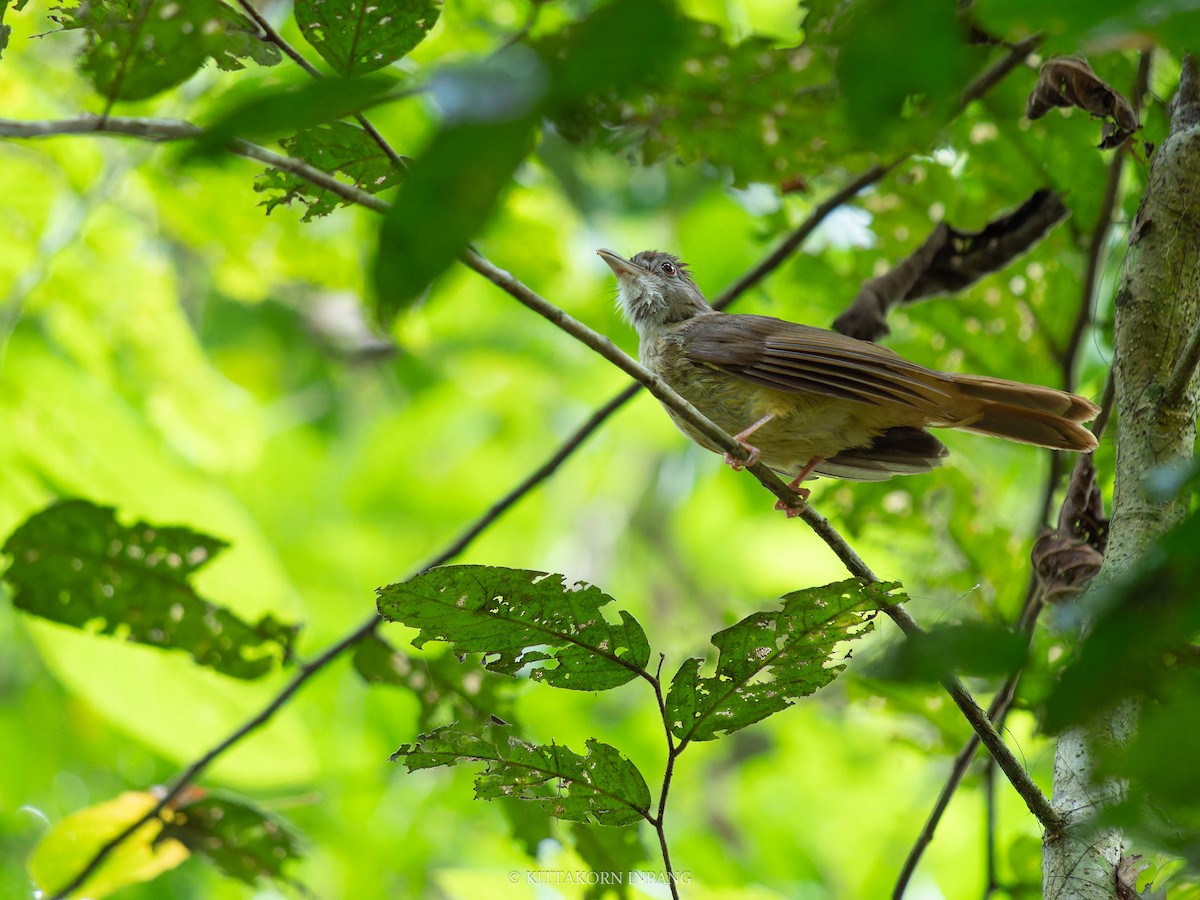 Gray-cheeked Bulbul - ML621800176