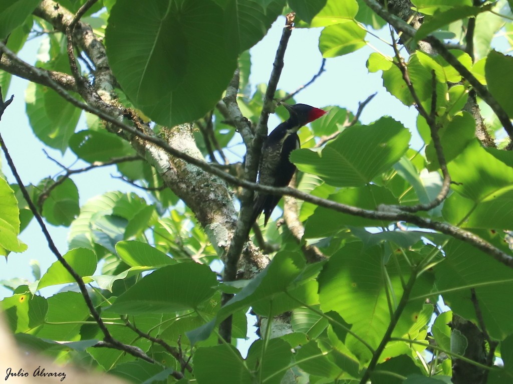 Lineated Woodpecker - ML621800308