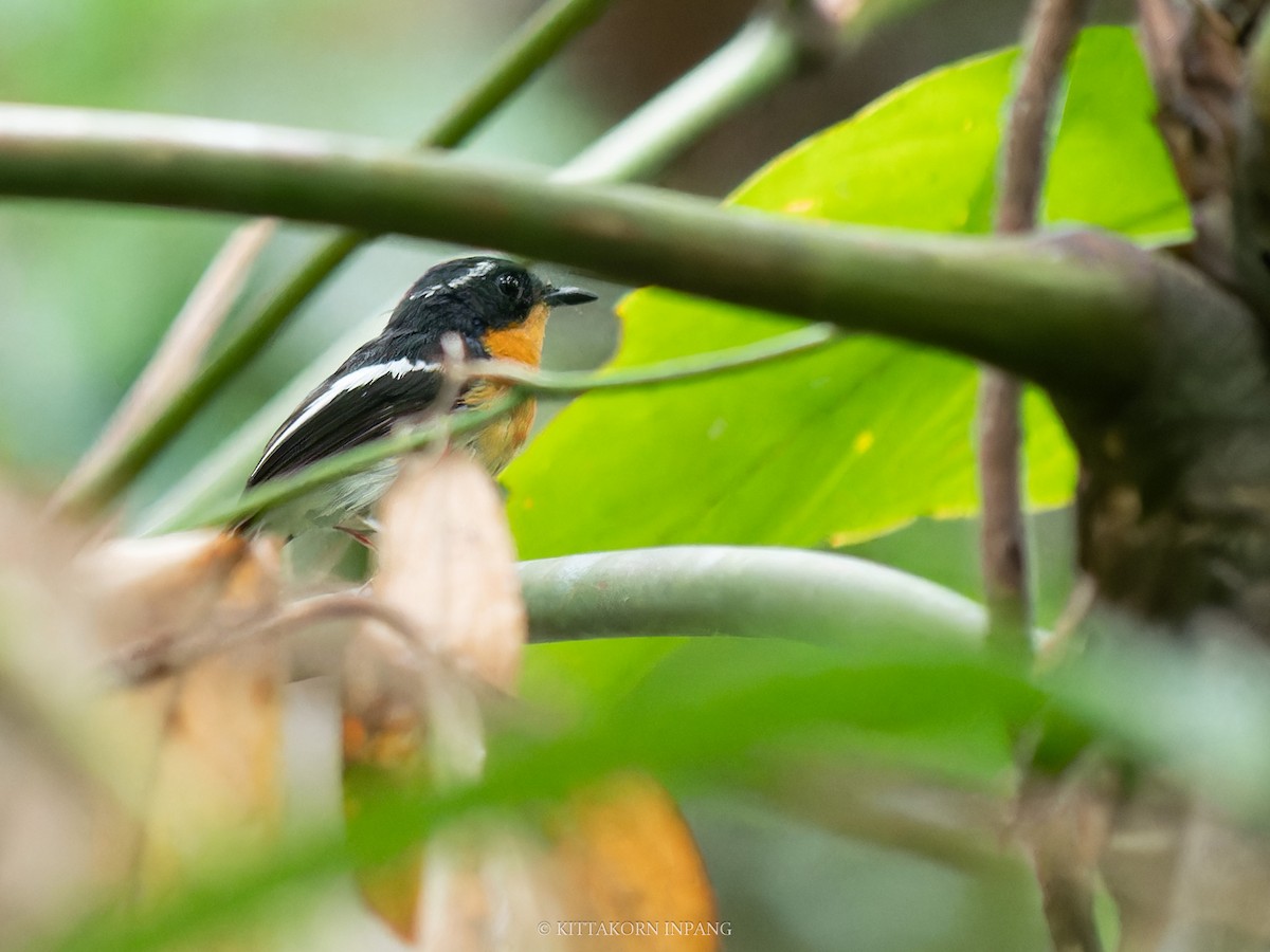 Rufous-chested Flycatcher - ML621800358