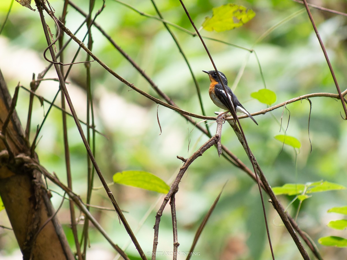 Rufous-chested Flycatcher - ML621800359