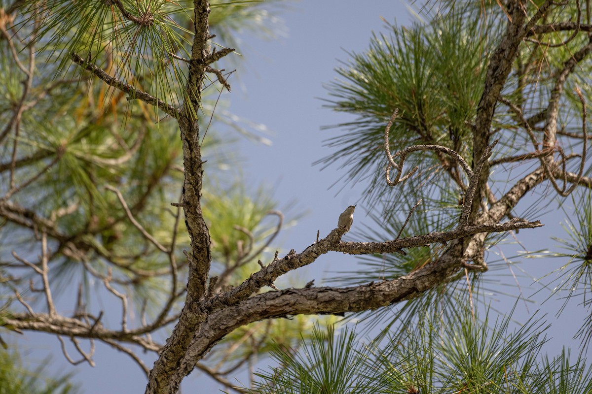 Brown-headed Nuthatch - ML621800470